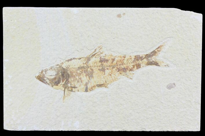 Knightia Fossil Fish - Wyoming #74108